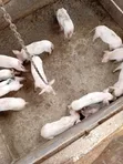 Healthy Piglets for Sale - Githunguri - 1