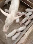Healthy Piglets for Sale - Githunguri - 2