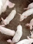 Healthy Piglets for Sale - Githunguri - 3