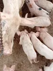 Healthy Piglets for Sale - Githunguri - 4