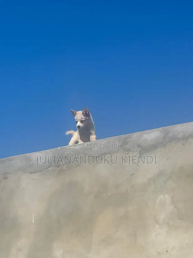 Female Mixed Breed German Shepherd Puppy, 1-3 Months - 1