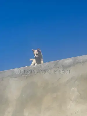 Mbwa wa Kike Mchanganyiko wa German Shepherd, Miezi 1-3