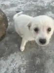 Female Mixed Breed German Shepherd Puppy, 1-3 Months - 2