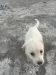 Female Mixed Breed German Shepherd Puppy, 1-3 Months - 3