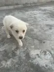 Female Mixed Breed German Shepherd Puppy, 1-3 Months - 4