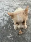 Female Mixed Breed German Shepherd Puppy, 1-3 Months - 5