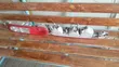 Nissan Cube Tail Light (Used) - 4