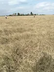 Kitengela 1/8 Acre Plot - Ready Title - 1