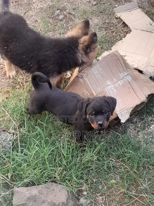 Purebred Rottweiler Puppy - 1-3 Months Female - 1
