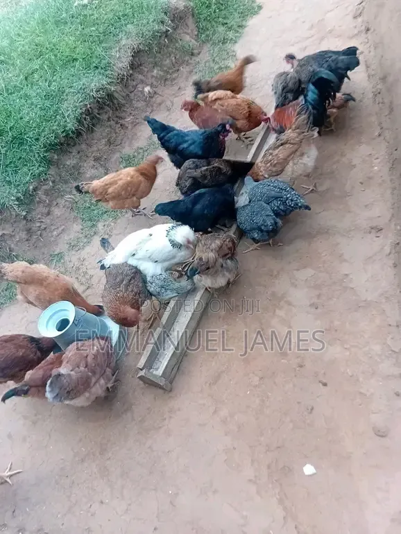 Kienyeji Chicken - 1