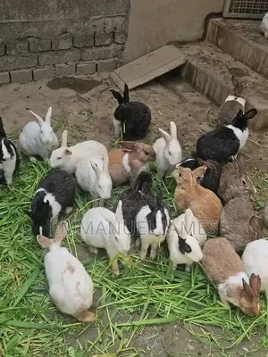 Hybrid Rabbits for Sale