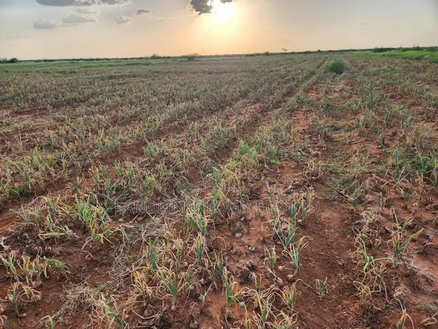 10,000 Acres Farmland at Tana River, Bura - Riverfront & Tarmac Access - 1