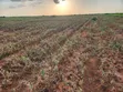 10,000 Acres Farmland at Tana River, Bura - Riverfront & Tarmac Access - 1