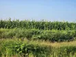 10,000 Acres Farmland at Tana River, Bura - Riverfront & Tarmac Access - 4
