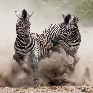 Lake Nakuru National Park Tour by Muruga Safaris