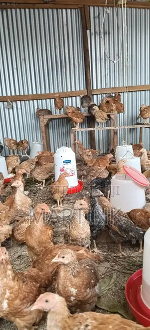 Improved Kienyeji Chickens - 2 Months Old