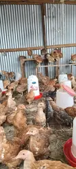 Improved Kienyeji Chickens - 2 Months Old - 1