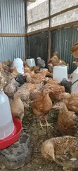 Improved Kienyeji Chickens - 2 Months Old - 2