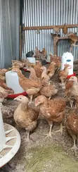 Improved Kienyeji Chickens - 2 Months Old - 3