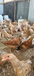 Improved Kienyeji Chickens - 2 Months Old - 4
