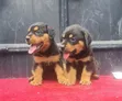 Purebred Rottweiler Puppy, 1-3 Months Old - 1