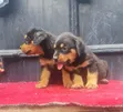 Purebred Rottweiler Puppy, 1-3 Months Old - 2