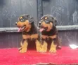 Purebred Rottweiler Puppy, 1-3 Months Old - 3