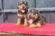 Purebred Rottweiler Puppy, 1-3 Months Old - 4