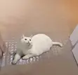 Pet Friendly Carpet Protectors - 1