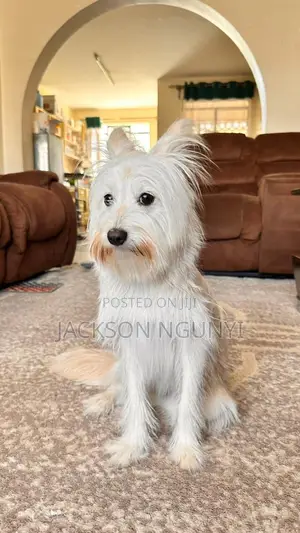 Purebred Female Maltese Puppy, 7 Months