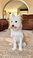 Purebred Female Maltese Puppy, 7 Months - 1