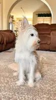 Purebred Female Maltese Puppy, 7 Months - 2