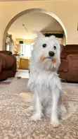 Purebred Female Maltese Puppy, 7 Months - 3