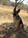 Purebred German Shepherd Puppy - 3-6 Months - 1