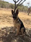 Purebred German Shepherd Puppy - 3-6 Months - 2