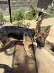 Purebred German Shepherd Puppy - 3-6 Months - 3
