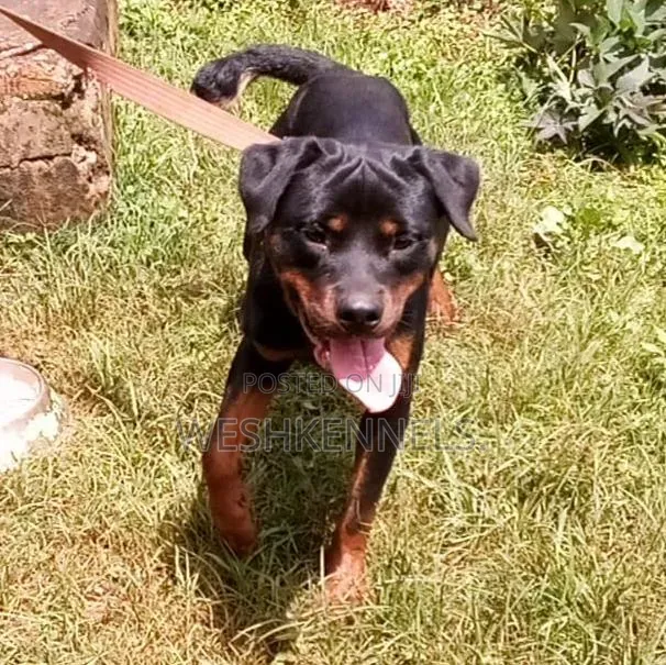Purebred Rottweiler, 6-12 Months Male - 1