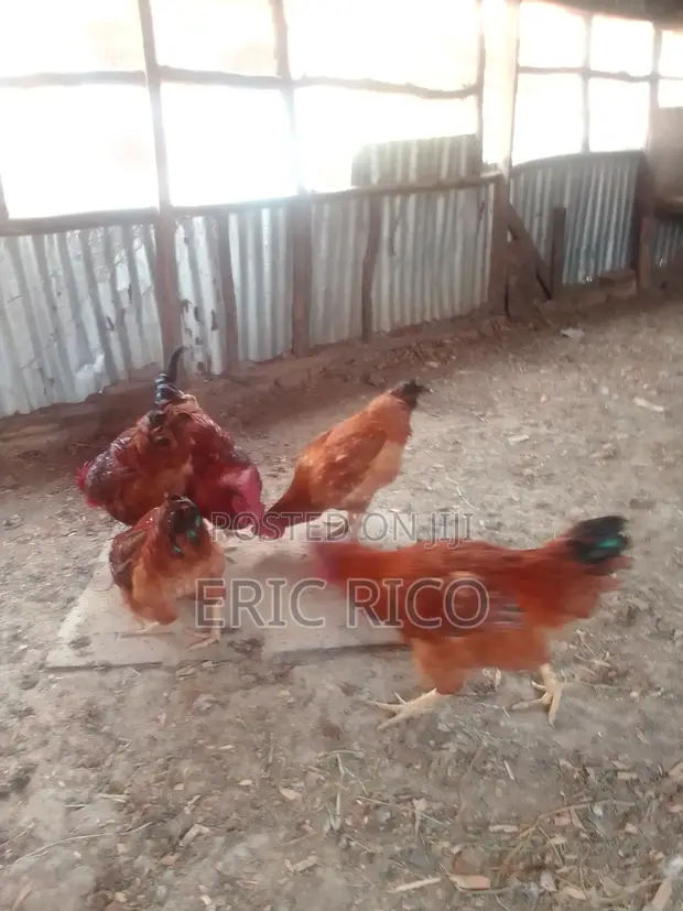 Improved Kienyeji Roosters - 6 Available - 1