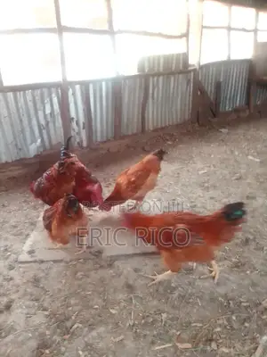 Improved Kienyeji Roosters - 6 Available