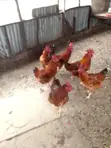 Improved Kienyeji Roosters - 6 Available - 2