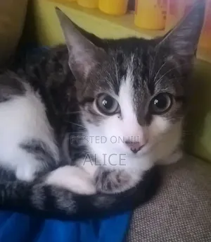 Male Mixed Breed Tabby Kitten