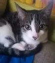 Male Mixed Breed Tabby Kitten - 1