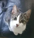Male Mixed Breed Tabby Kitten - 2