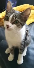 Male Mixed Breed Tabby Kitten - 3