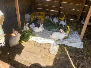 Rabbits for Sale