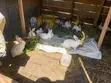 Rabbits for Sale - 1