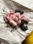 Rabbits for Sale - 2