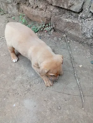 Purebred Boerboel Puppy (0-1 Month) - Male