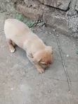 Purebred Boerboel Puppy (0-1 Month) - Male - 1