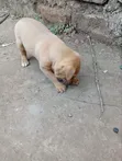 Purebred Boerboel Puppy (0-1 Month) - Male - 2